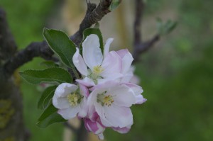 Blüte eines Apfelbaumes (Säulenobst)