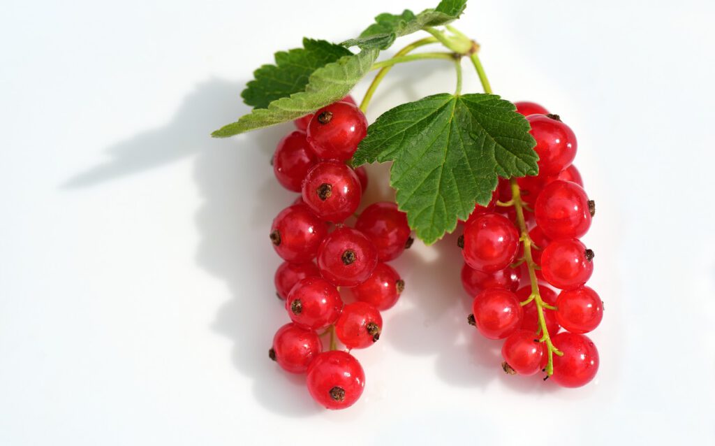 currants, red, fruit